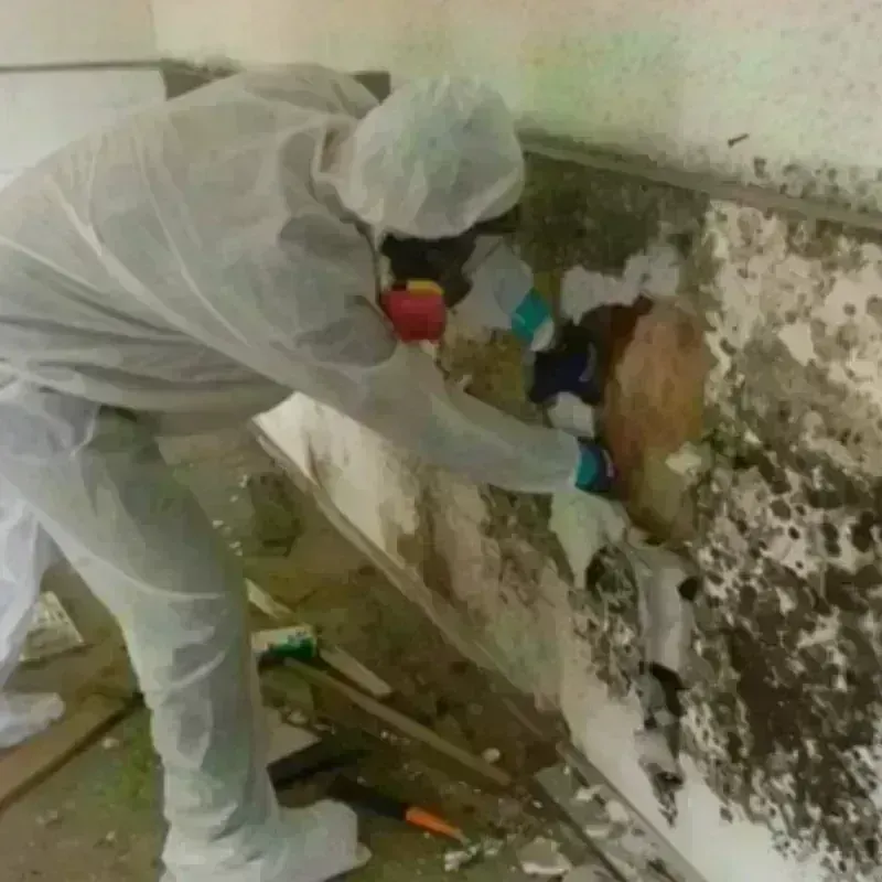 Mold Remediation and Removal in Flanagan, IL